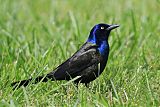 Common Grackle